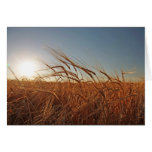 Field of Grain Greeting Card