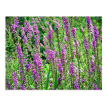 Field of Lavender Postcards