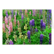 Field of Lupins Greeting Cards
