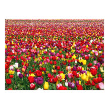 Field of multicolored tulips custom announcements