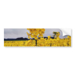 Field Of Oilseed Rape bumper stickers