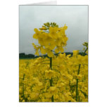 Field Of Oilseed Rape cards