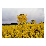 Field Of Oilseed Rape cards