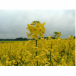 Field Of Oilseed Rape photo sculptures