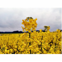 Field Of Oilseed Rape Acrylic Cut Out