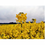 Field Of Oilseed Rape photo sculptures