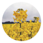 Field Of Oilseed Rape stickers