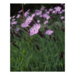 Field of Pink