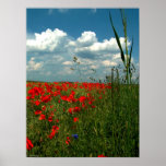 Field of poppies II Print