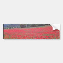 Field of poppies near Gap flowers Bumper Sticker