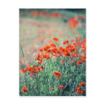 Field of Poppies | Postcard