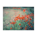 Field of Poppies | Postcard