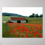 Field of poppies posters