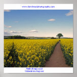 Field of rape seed Oxfordshire posters