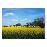 Field of rape, Surrey, England Greeting Card