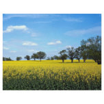 Field of rape, Surrey, England flyers
