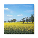 Field of rape, Surrey, England Fridge Magnets