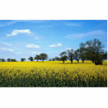 Field of rape, Surrey, England photo sculptures