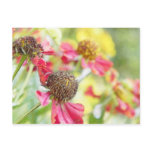 Field of Red Heleniums Post Card