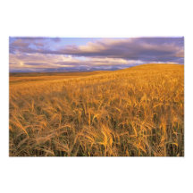 Field of Ripening Barley along the Rocky Photographic Print