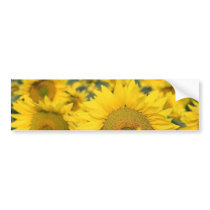 Field of Sunflowers Bumper Sticker