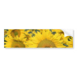Field of Sunflowers Bumper Sticker bumper stickers