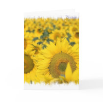 Field of Sunflowers Greeting Card