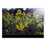 Field Of Sunflowers In Blossom Cards