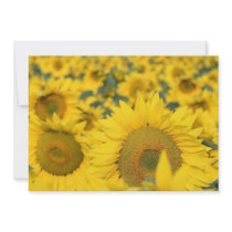 Field of Sunflowers Invitation