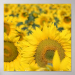 Field of Sunflowers Poster Print
