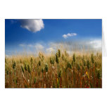 Field of wheat card