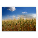 Field of wheat cards