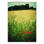 Field of wheat - Germany cards