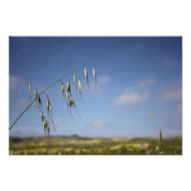 Field Photo Print