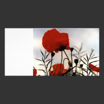 Field Poppies photo cards