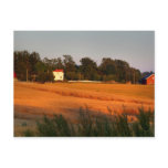 Fields of Gold Postcard