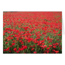 Fields of poppies near Carpentras flowers Cards