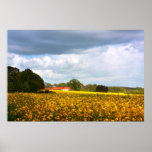 Fields of rape in springtime posters