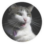 Fierce Attack Cat stickers