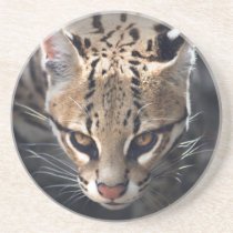 Fierce Coaster