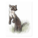 Fierce Little Pine Marten Postcards