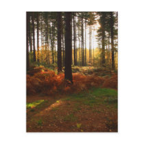 Fiery Bracken