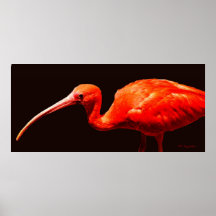 Fiery Ibis Poster