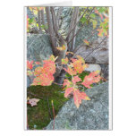Fiery Leaves cards