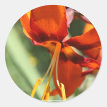 Fiery Orange Lily Flower Photo Sticker Label