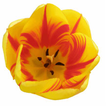 Fiery Tulip Photo Sculpture