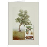 Fig Greeting Cards