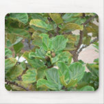 Fig Tree mousepads