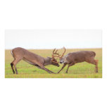 Fighting Deer Photo Card photo cards