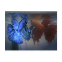 Fighting Fish Postcard